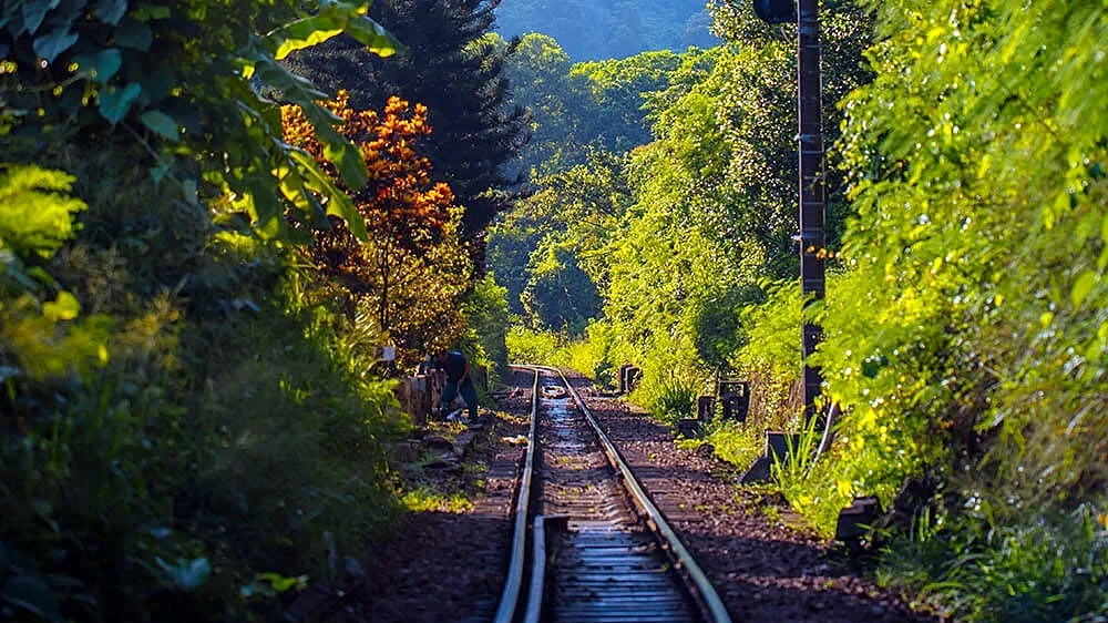 A single railway track running into green forest, with a signal post on the right