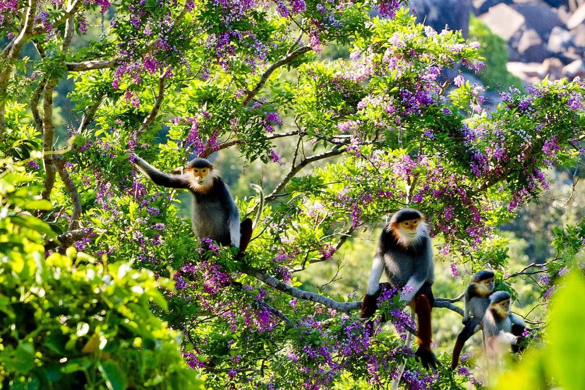 Four monkeys with grey bodies, pale faces and dark red legs sitting in a tree with purple flowers