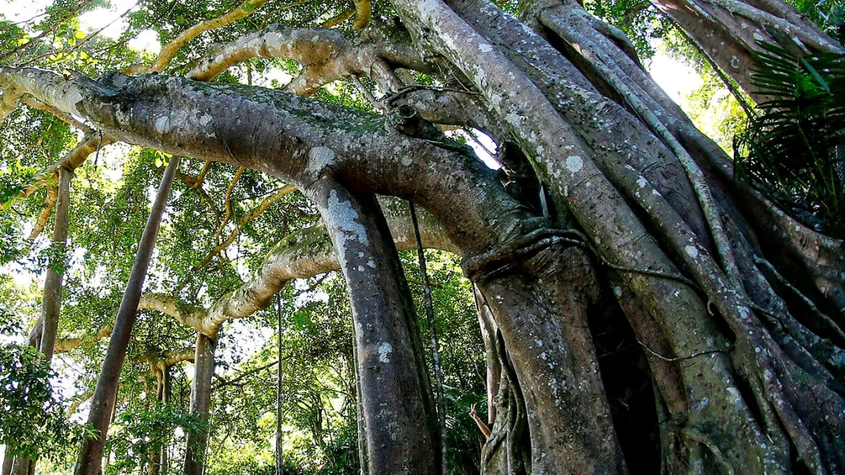 Huge banyan tree with thick roots and trunks arching overhead in a forest